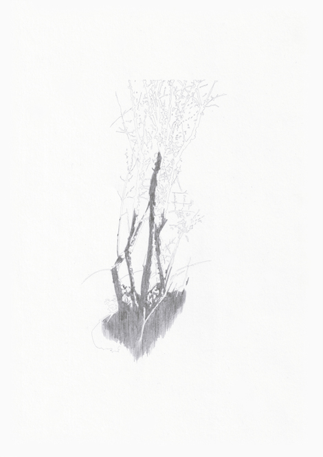 Forst #10, Bleistift auf Papier, 29,7 x 21 cm, 2013