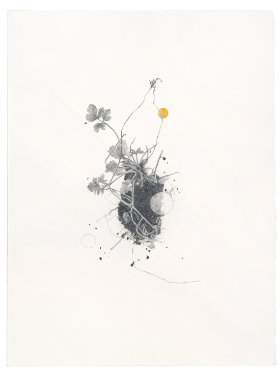Roden #13, Bleistift, Graphit, Tusche auf Bütten, 38 x 28 cm, 2017